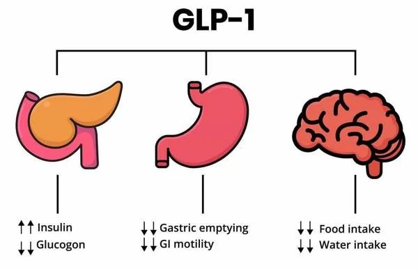GLP-1 – órgãos-alvo: pâncreas, estômago e cérebro (diagrama)