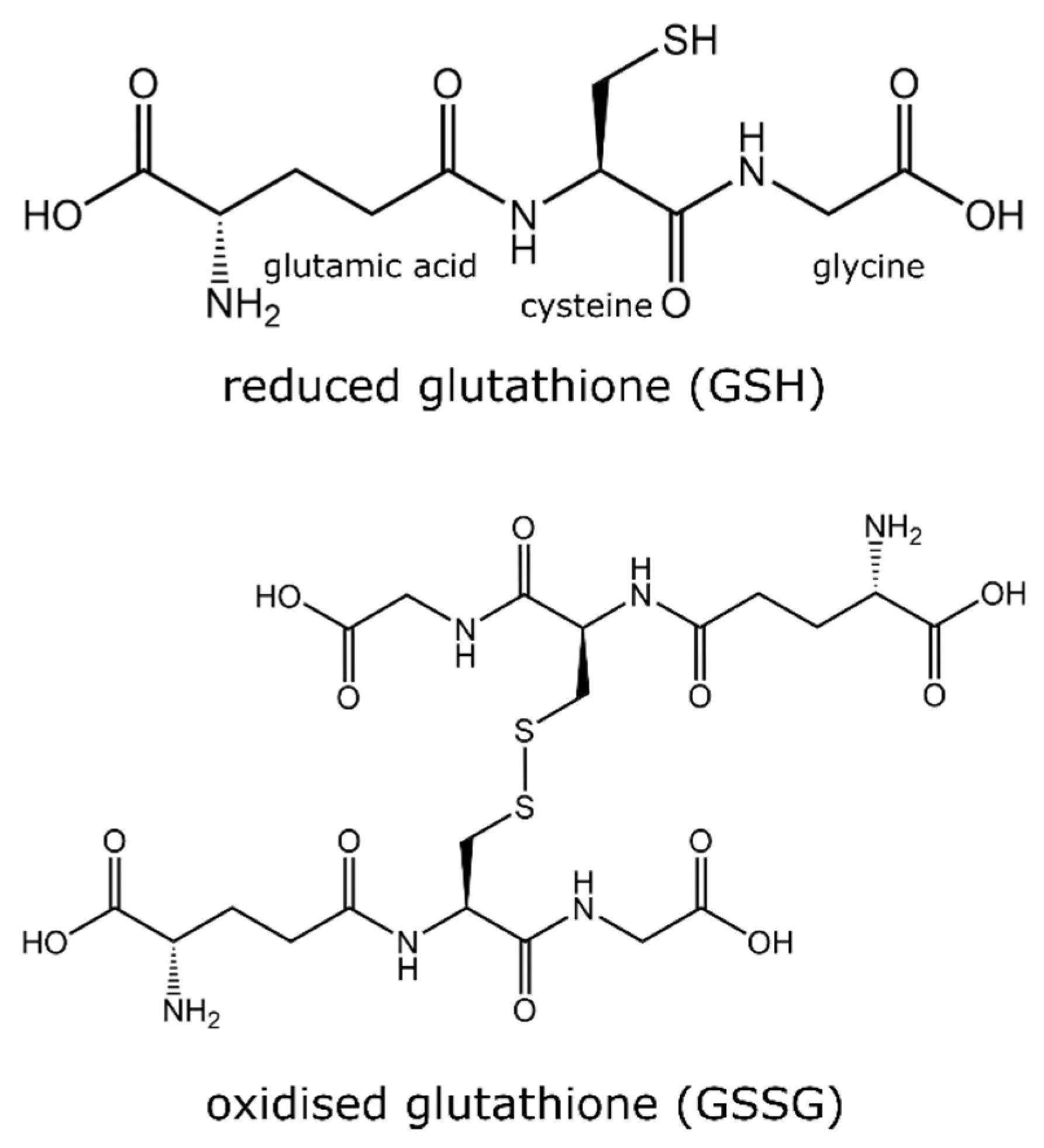 Estruturas da glutationa reduzida (GSH) e da glutationa oxidada (GSSG)