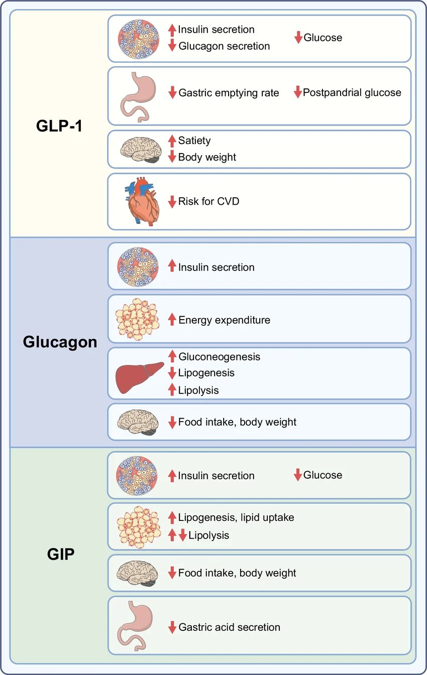 Mecanismos de ação nos recetores do GLP-1, do GIP e do glucagon